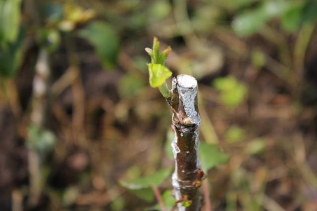 Spring budding of fruit trees