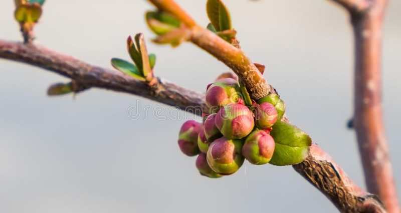 Spring budding of fruit trees