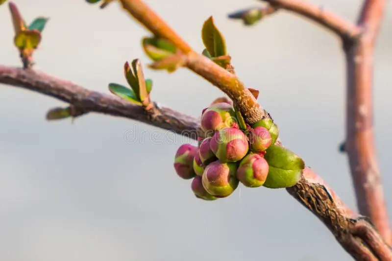 Spring budding of fruit trees