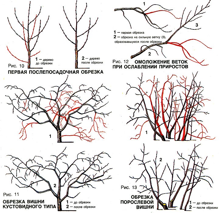 Spring cherry pruning: when and how to do it right