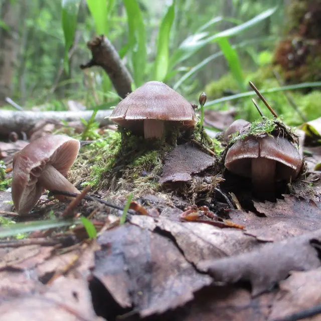 Spring cobweb (Cortinarius vernus) photo and description