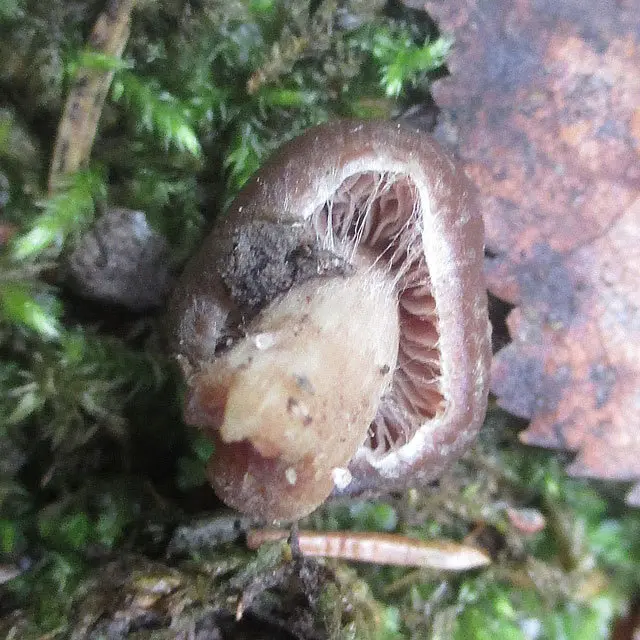 Spring cobweb (Cortinarius vernus) photo and description