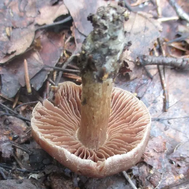 Spring cobweb (Cortinarius vernus) photo and description