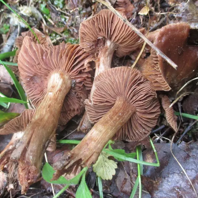 Spring cobweb (Cortinarius vernus) photo and description