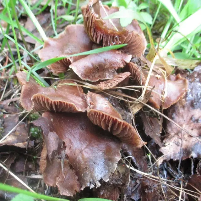 Spring cobweb (Cortinarius vernus) photo and description