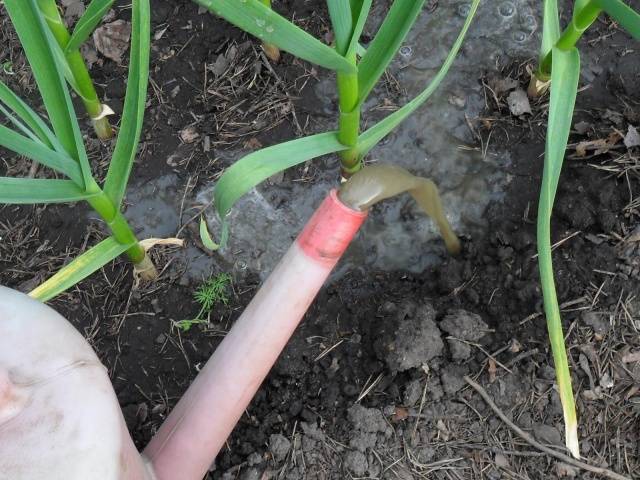 Spring dressing of garlic and onions 