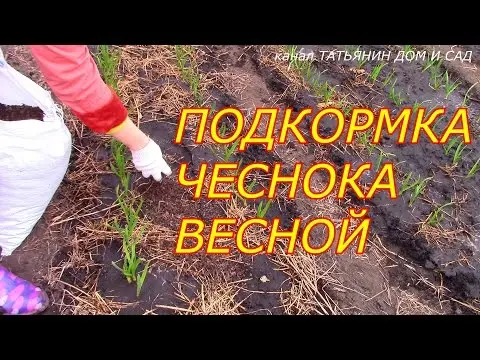 Spring dressing of garlic and onions 