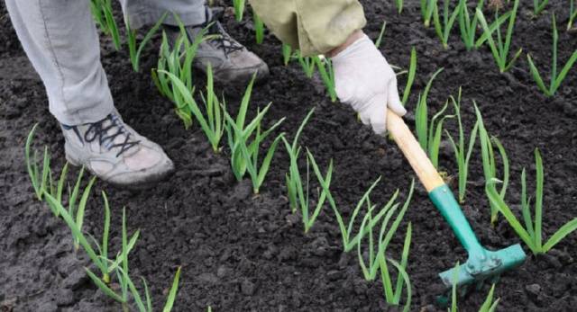 Spring dressing of winter garlic  