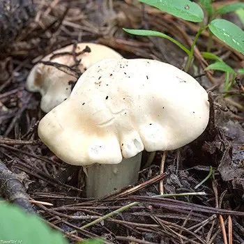 Spring mushroom May row