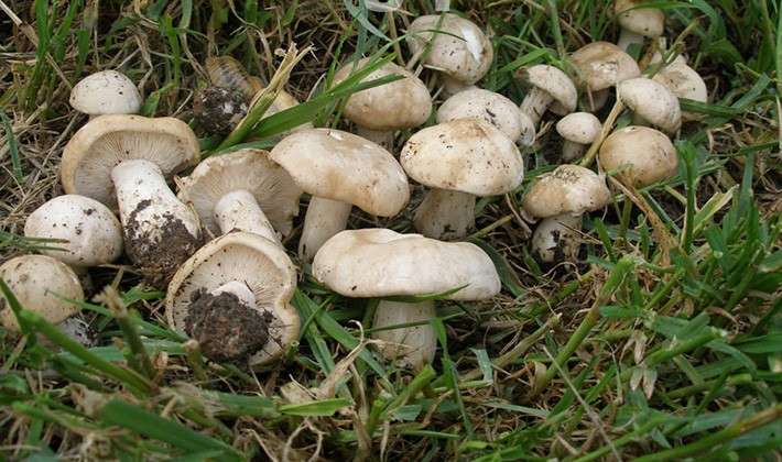 Spring mushroom May row