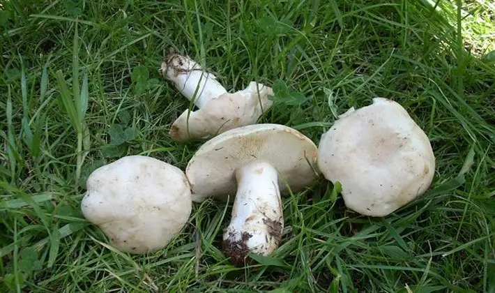 Spring mushroom May row