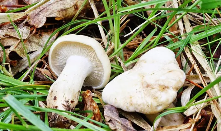 Spring mushroom May row