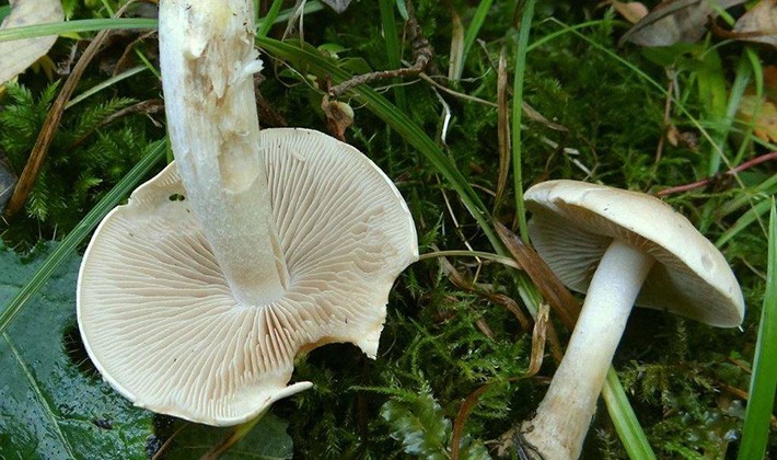 Spring mushroom May row