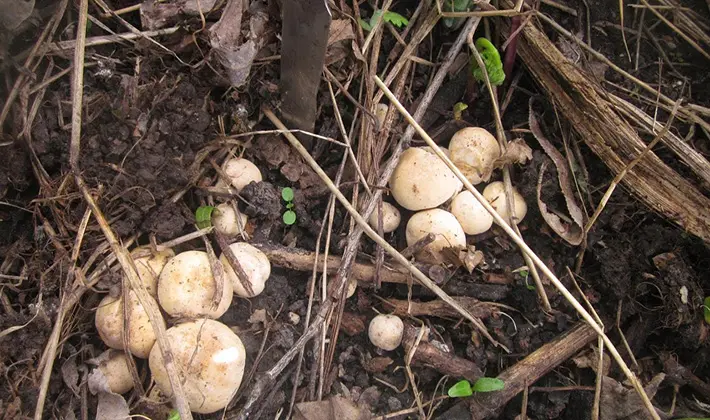 Spring mushroom May row