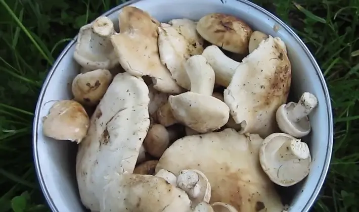 Spring mushroom May row