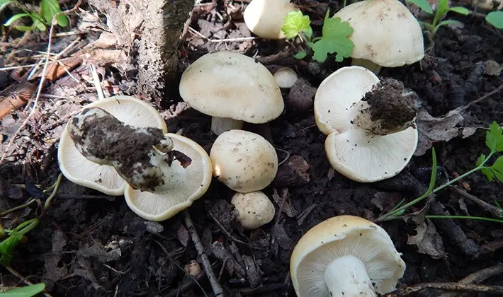 Spring mushroom May row