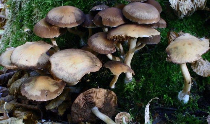 Spring mushrooms: edible and inedible species