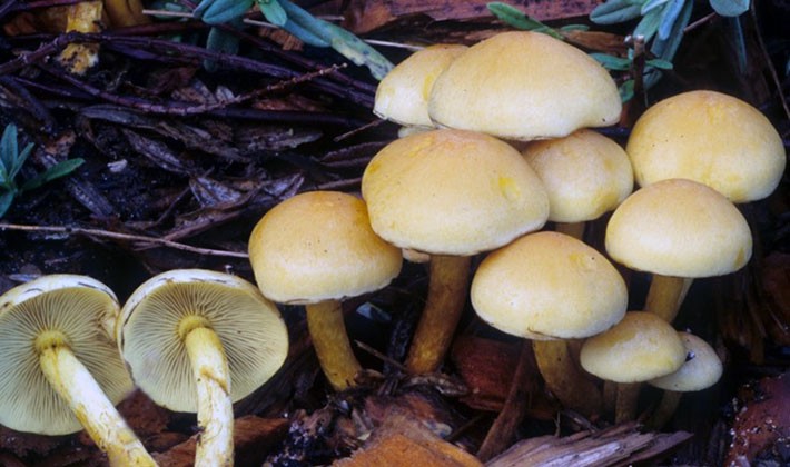 Spring mushrooms: edible and inedible species