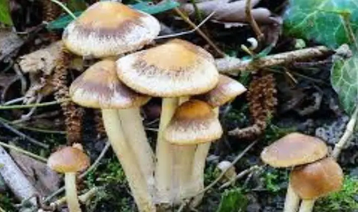Spring mushrooms: edible and inedible species
