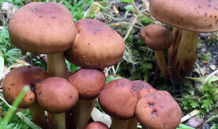 Spring mushrooms: edible and inedible species