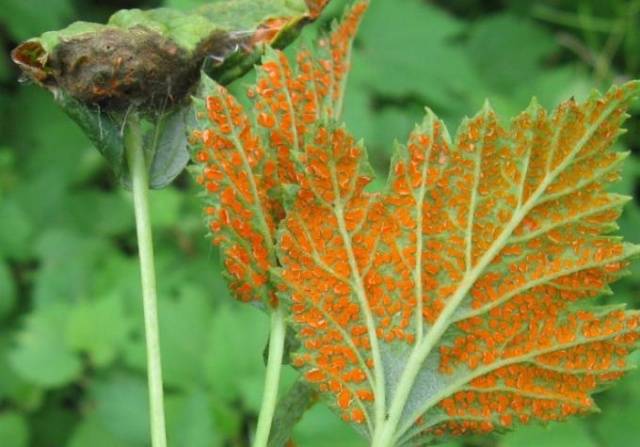 Spring processing of raspberries from pests and diseases 