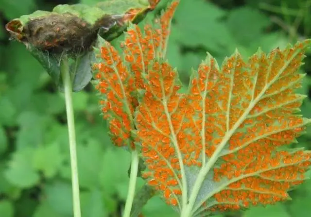 Spring processing of raspberries from pests and diseases 