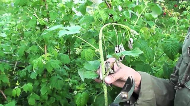 Spring processing of raspberries from pests and diseases 