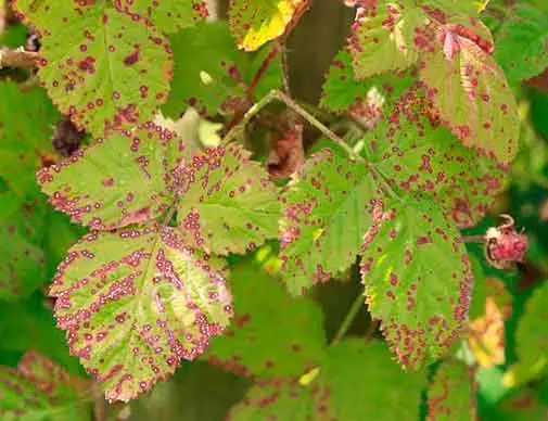 Spring processing of raspberries from pests and diseases 