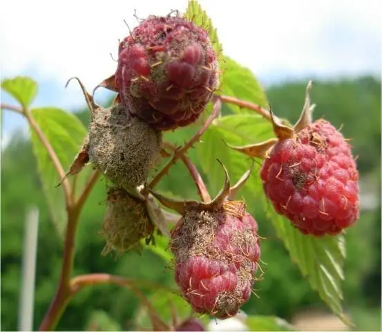 Spring processing of raspberries from pests and diseases 