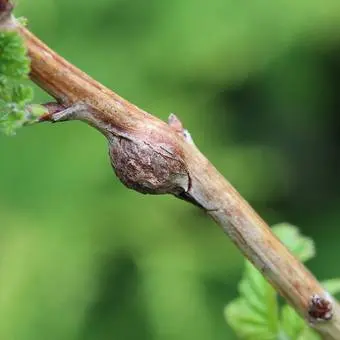 Spring processing of raspberries from pests and diseases 