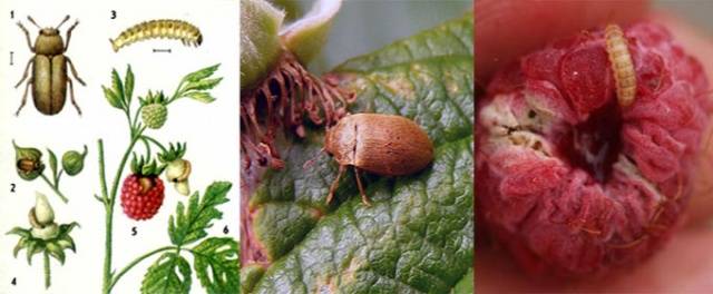 Spring processing of raspberries from pests and diseases 