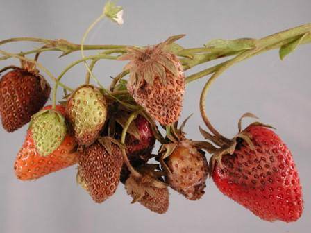 Spring processing of strawberries