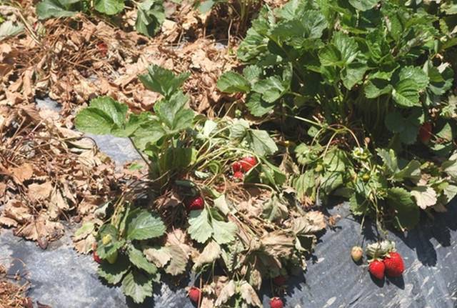 Spring processing of strawberries