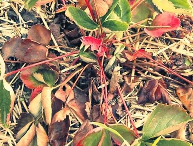 Spring processing of strawberries