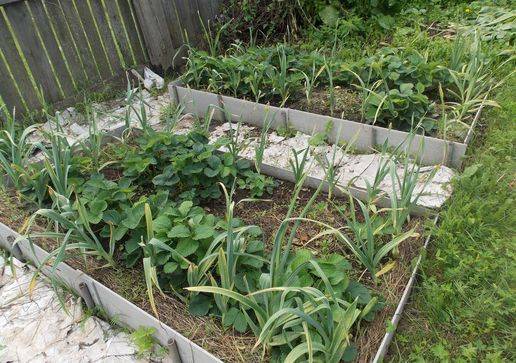 Spring processing of strawberries