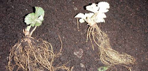 Spring processing of strawberries