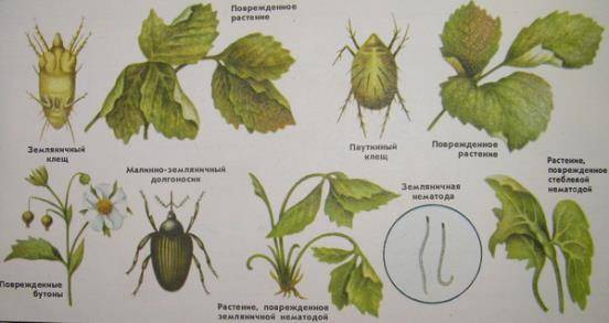 Spring processing of strawberries