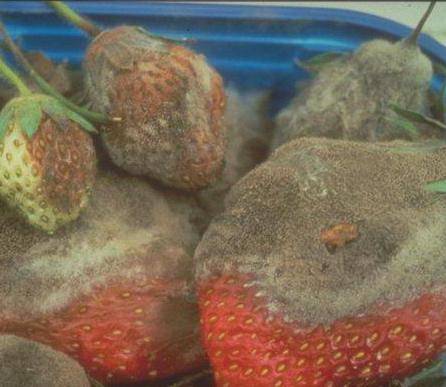 Spring processing of strawberries