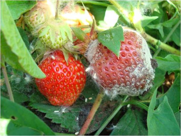 Spring processing of strawberries