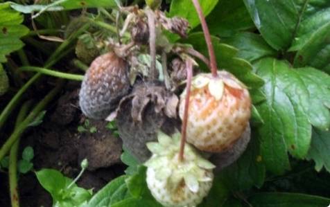 Spring processing of strawberries