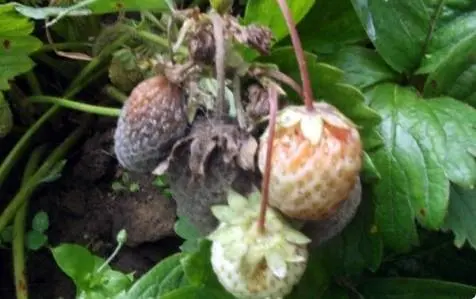 Spring processing of strawberries