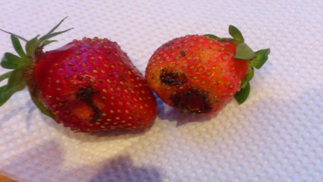 Spring processing of strawberries from pests and diseases