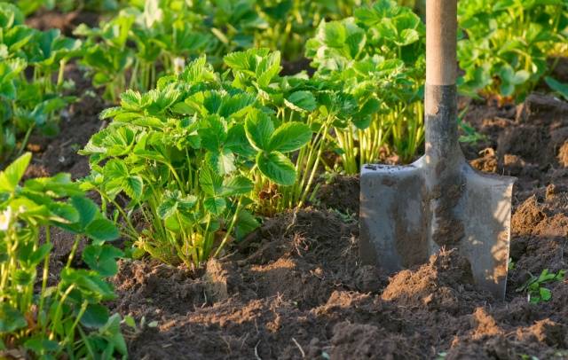 Spring processing of strawberries from pests and diseases