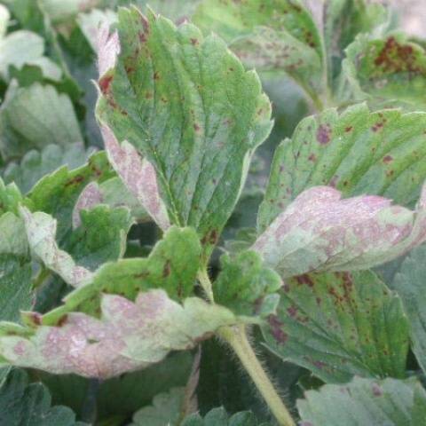 Spring processing of strawberries from pests and diseases