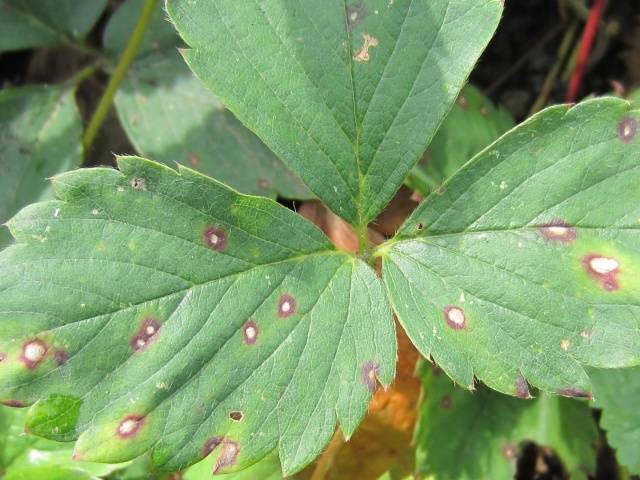 Spring processing of strawberries from pests and diseases