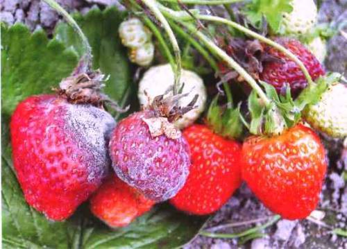 Spring processing of strawberries from pests and diseases