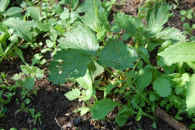 Spring processing of strawberries from pests and diseases