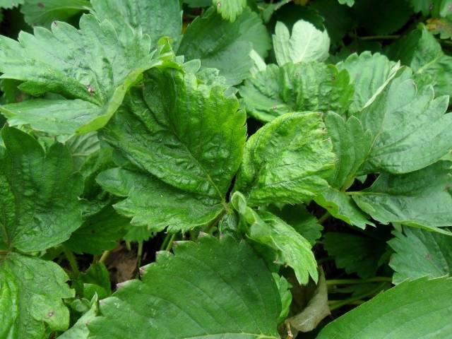 Spring processing of strawberries from pests and diseases