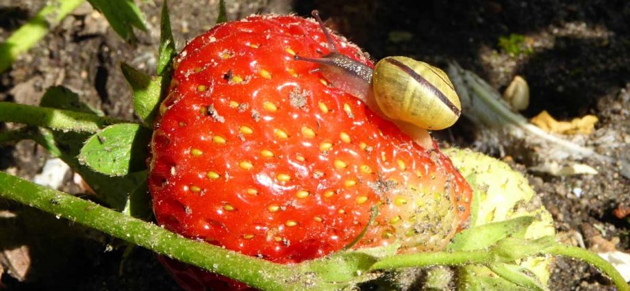 Spring processing of strawberries from pests and diseases