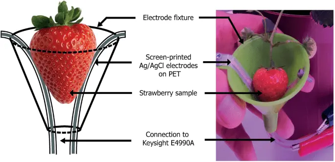 Spring processing of strawberries